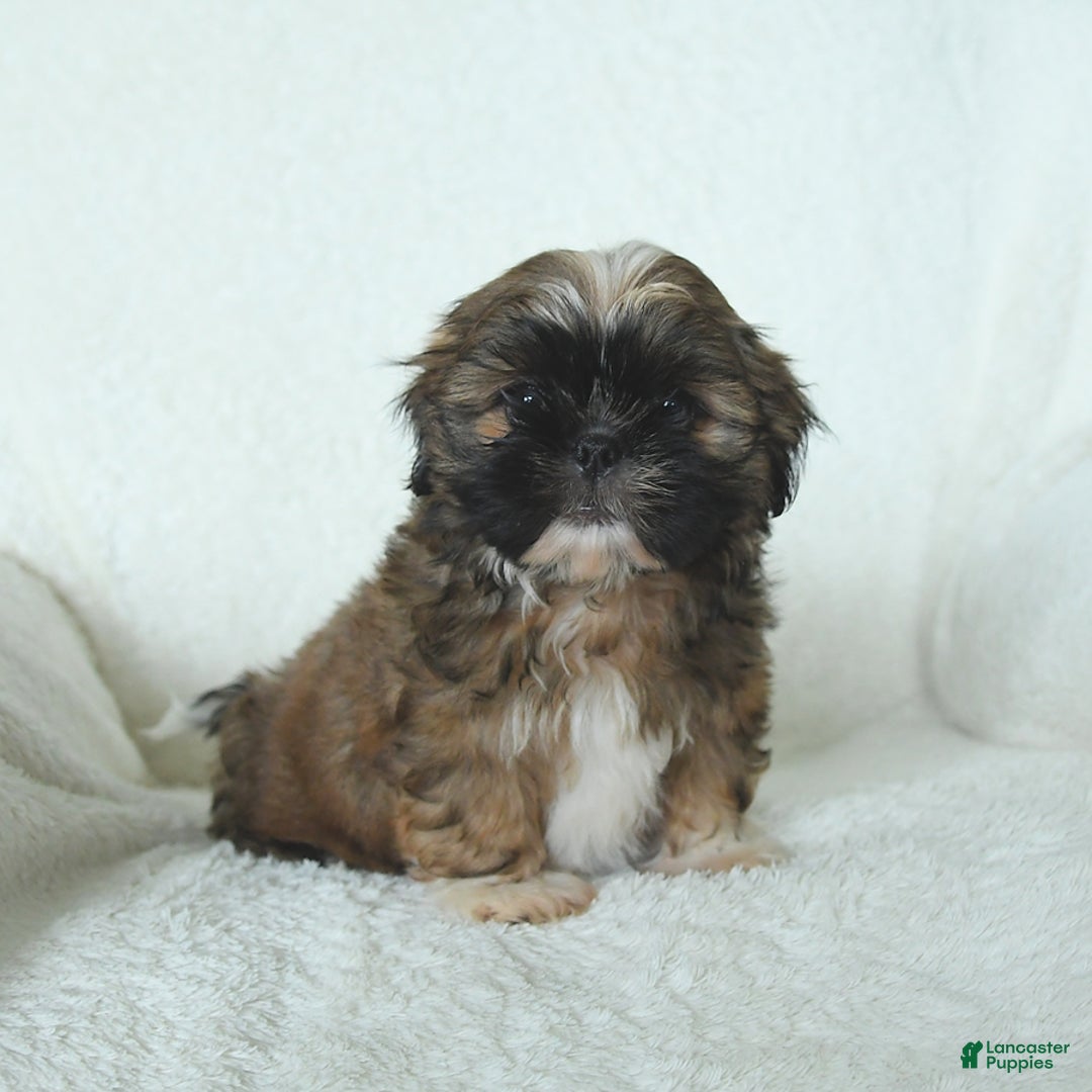 Shih Tzu dogs for sale: Archie - Image 2