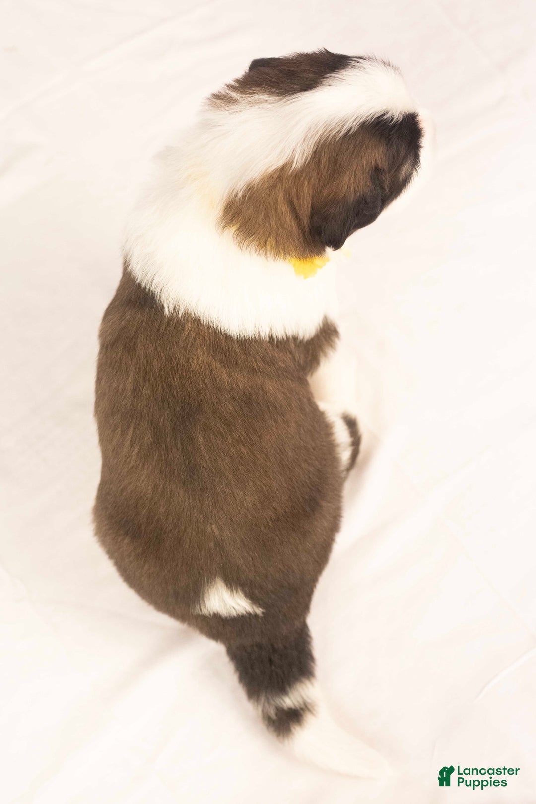Saint Bernard dogs for sale: Holly - Image 13