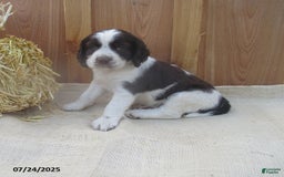 English Springer Spaniel dogs for sale: Marshal - Image 2
