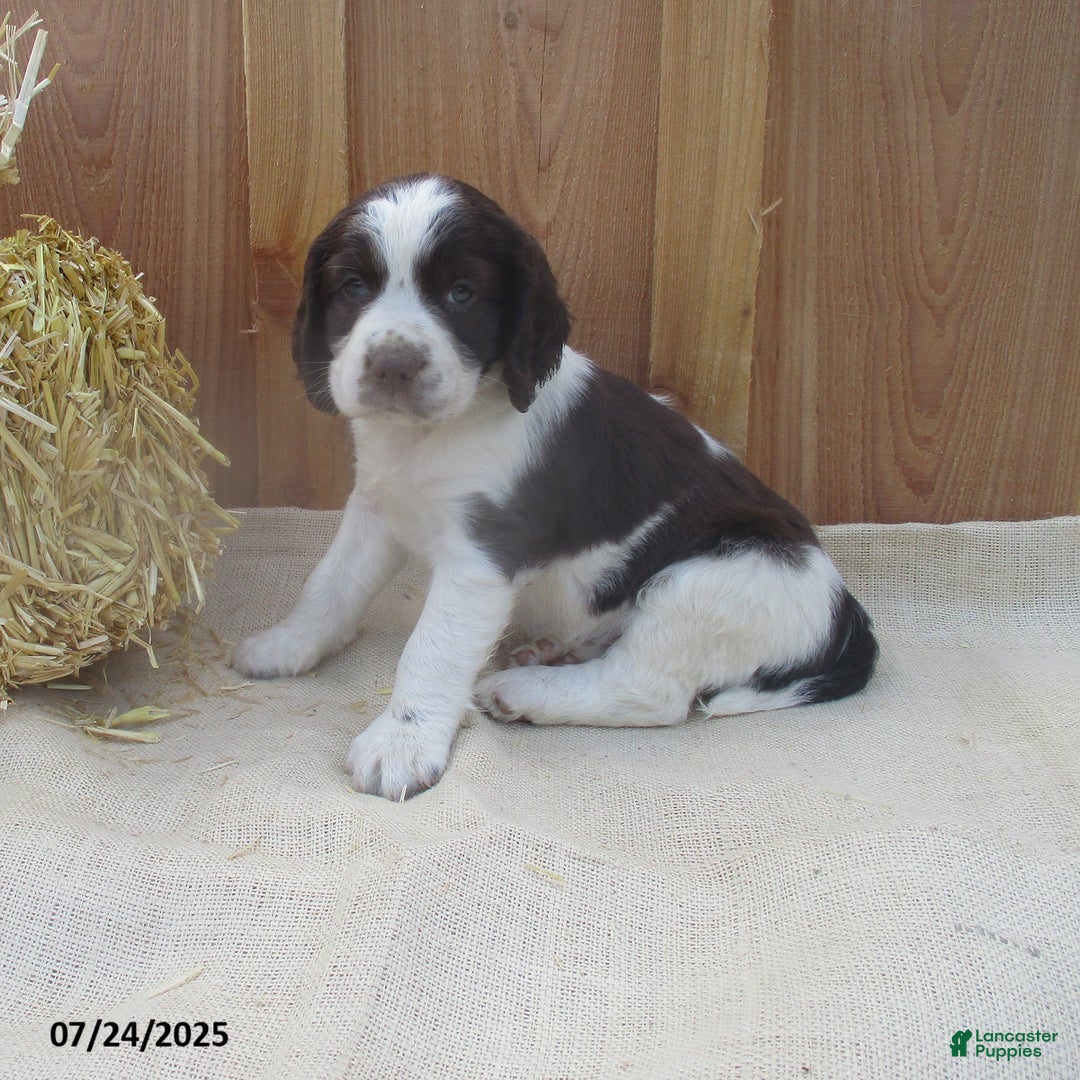 English Springer Spaniel dogs for sale: Marshal - Image 2