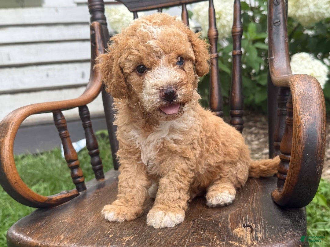 Goldendoodle dogs for sale: Butterfinger - Image 5
