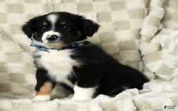 Miniature Australian Shepherd dogs for sale: Wyatt - Image 9