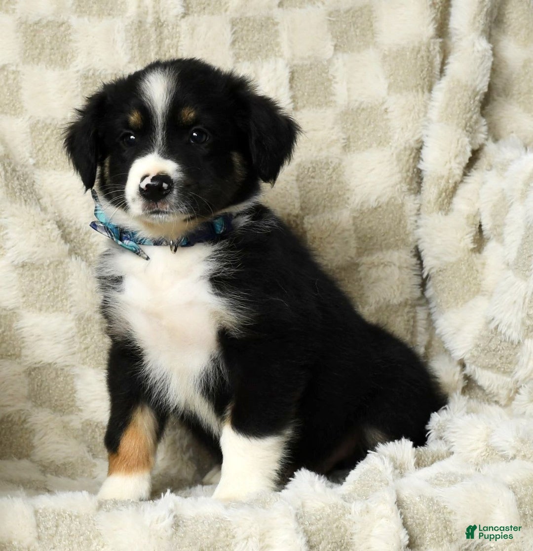 Miniature Australian Shepherd dogs for sale: Wyatt - Image 9