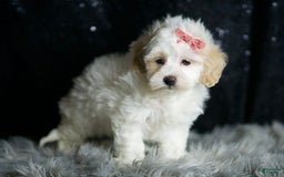 Maltipoo dogs for sale: Aphrodite - Image 3