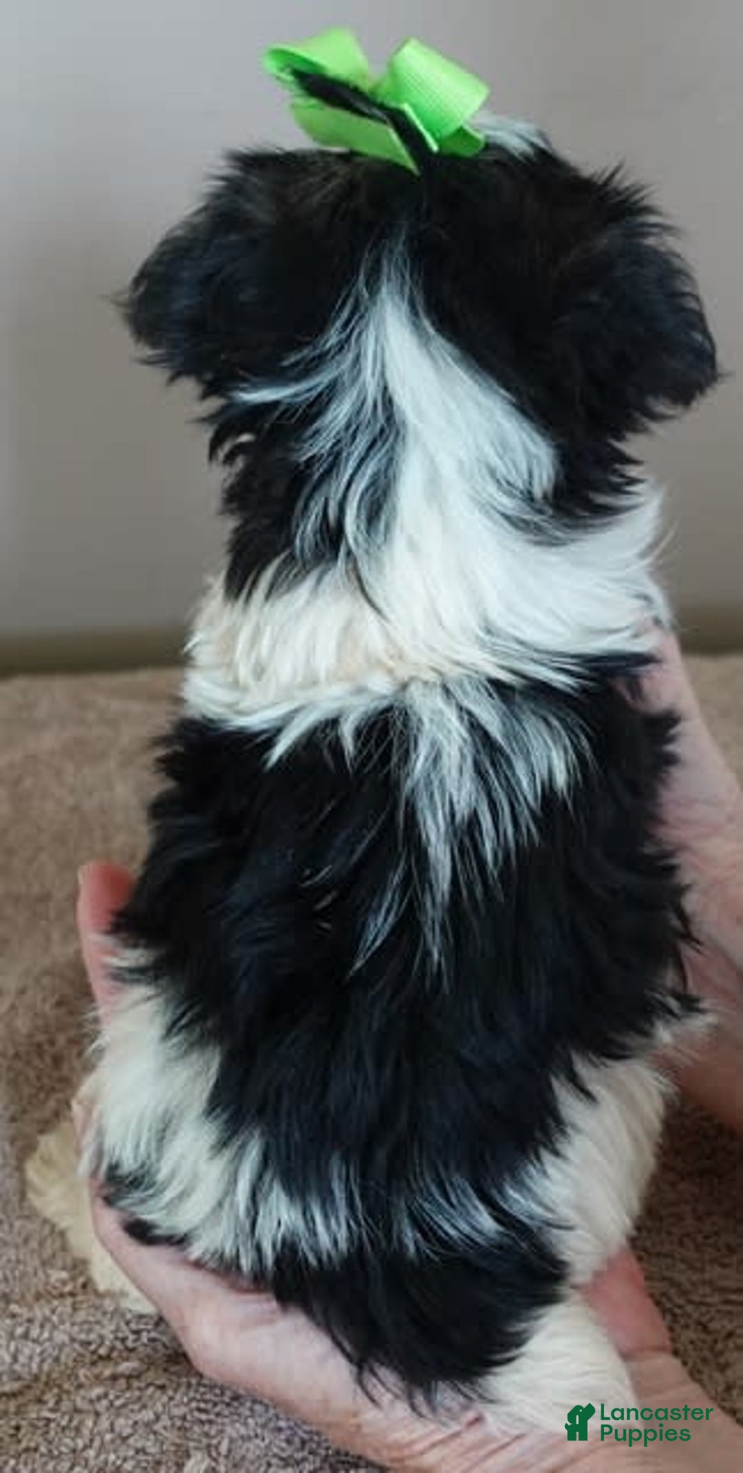 Yorkshire Terrier dogs for sale: Beckham - Image 34