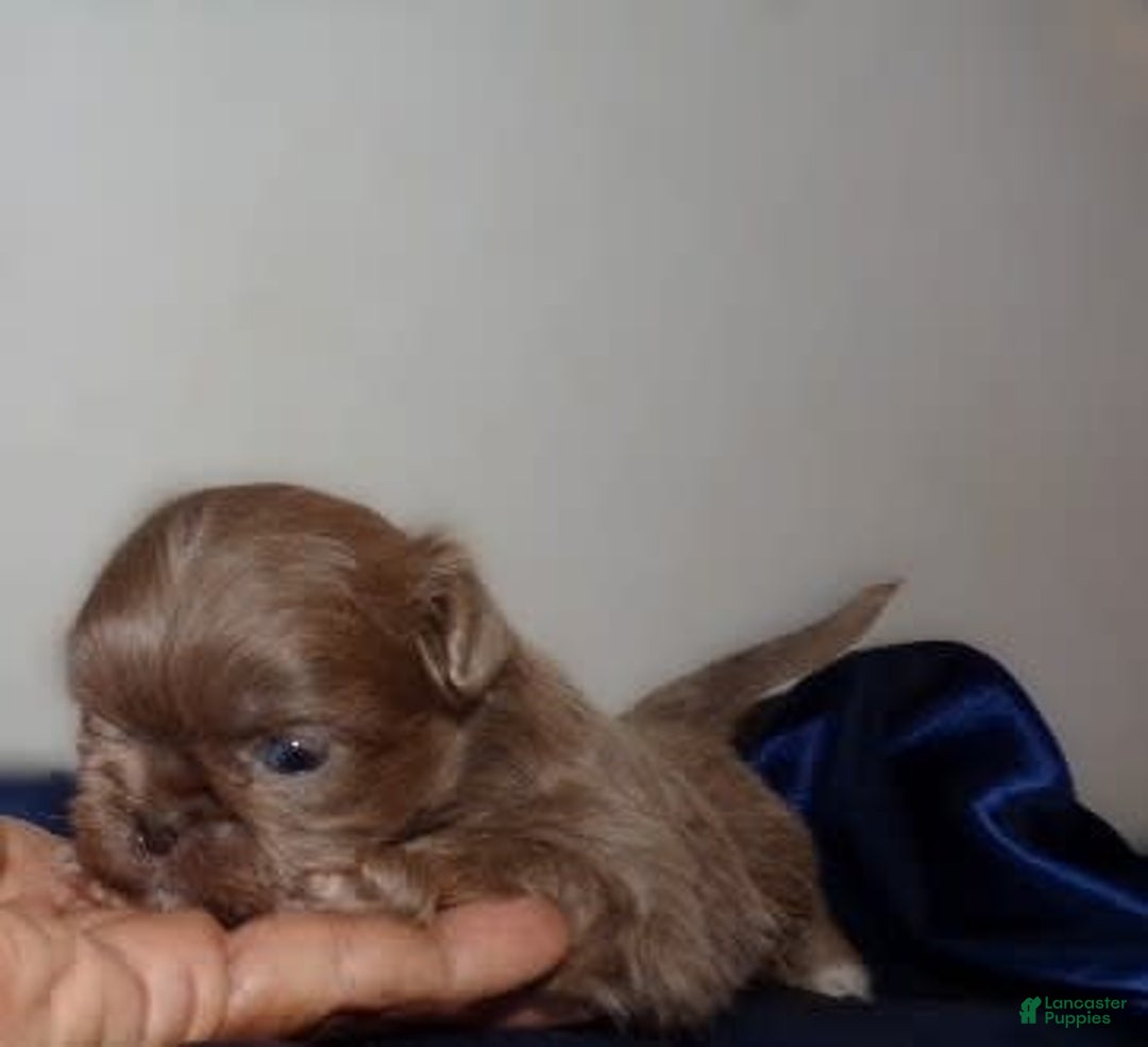 Shih Tzu dogs for sale: Tiny Jasper - Image 23