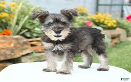 Miniature Schnauzer dogs for sale: Ocean - Image 4