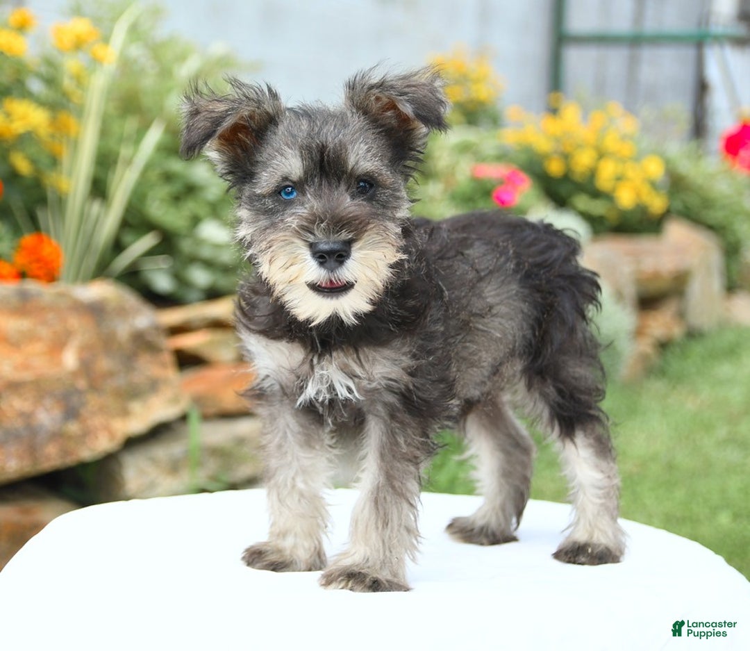 Miniature Schnauzer dogs for sale: Ocean - Image 4
