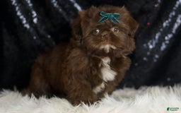 Shih Tzu dogs for sale: Dove - Image 3