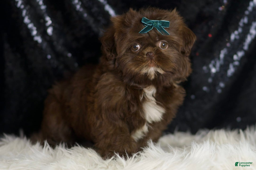 Shih Tzu dogs for sale: Dove - Image 3
