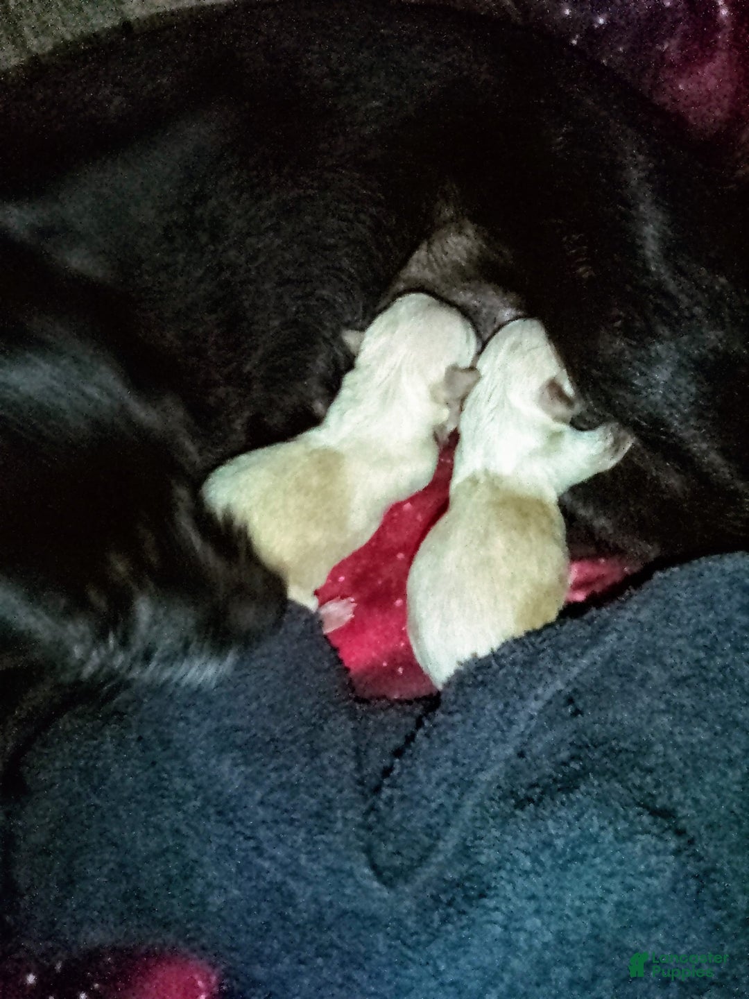 Chihuahua dogs for sale: Fatty - Image 3