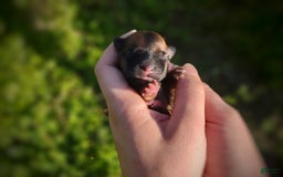 Morkie dogs for sale: Rare Gold Sable Firefly - Image 8