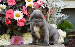 French Bulldog dogs for sale: French Bulldog 5 puppies - Image 7