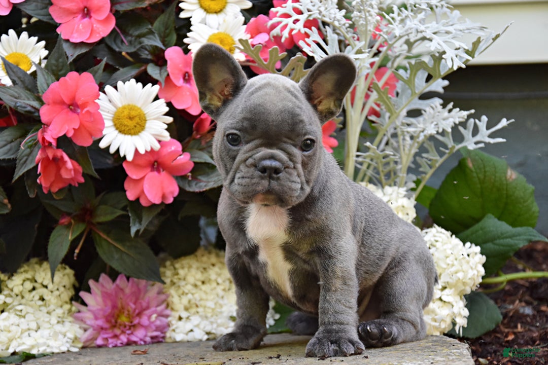 French Bulldog dogs for sale: French Bulldog 5 puppies - Image 7