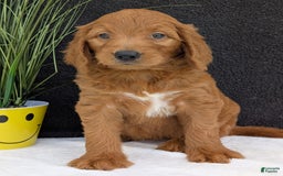 Goldendoodle dogs for sale: Emmie - Image 17