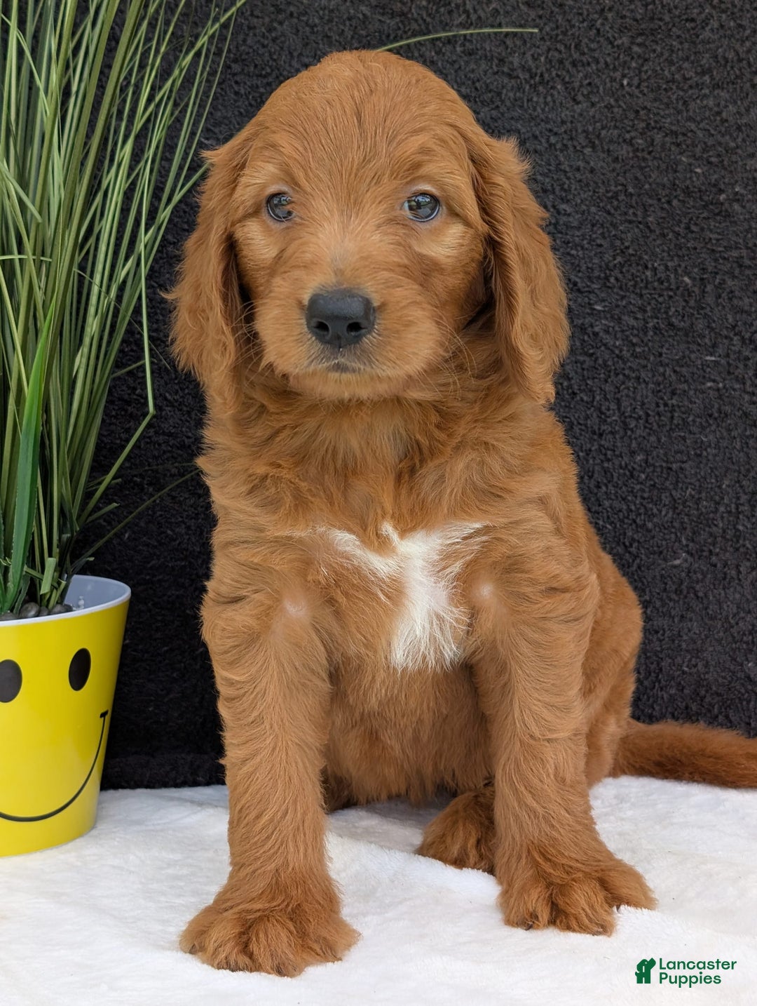 Goldendoodle dogs for sale: Emmie - Image 17
