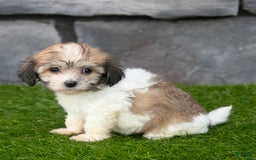 Havanese dogs for sale: Cheyenne - Image 4