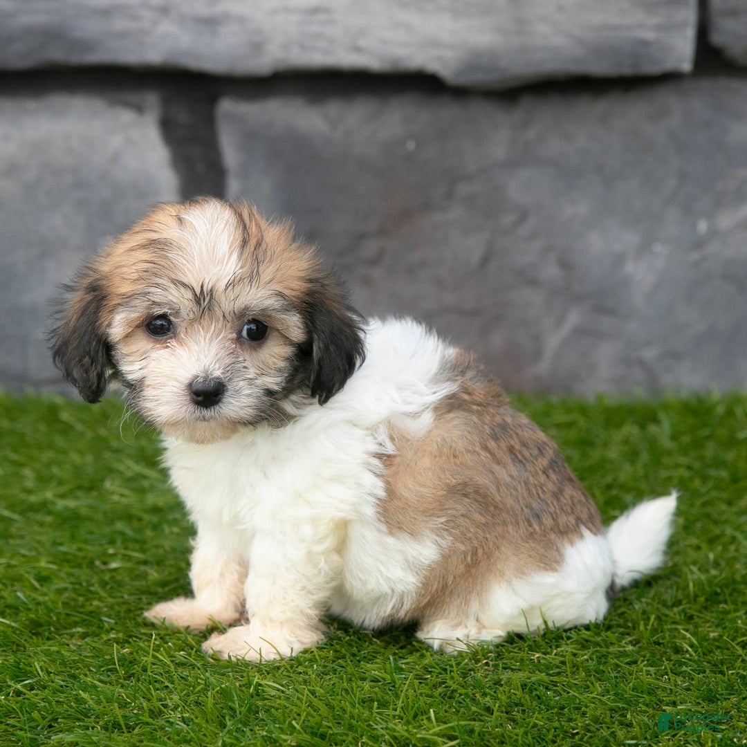 Havanese dogs for sale: Cheyenne - Image 4