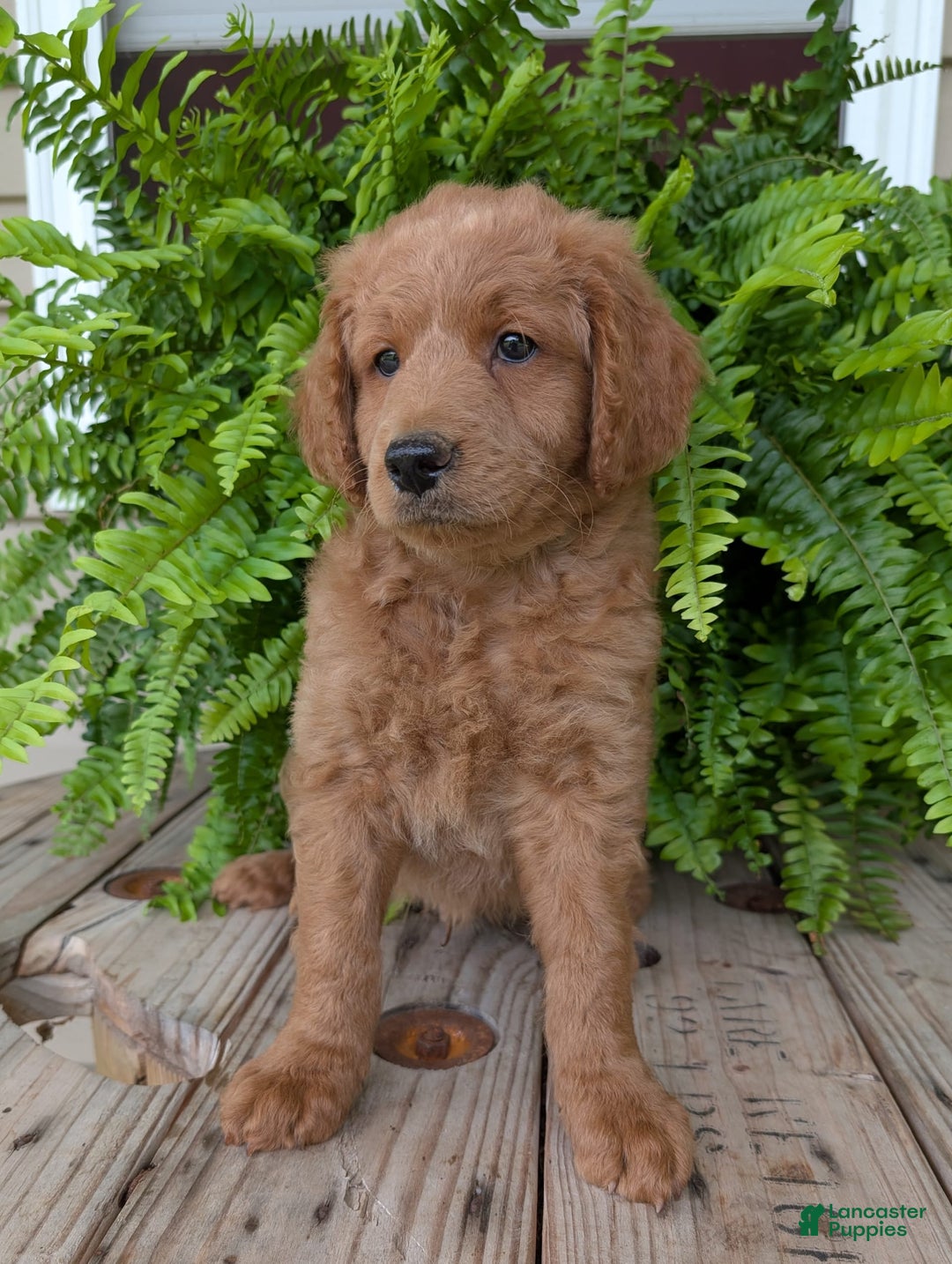Goldendoodle dogs for sale: Reed - Image 29
