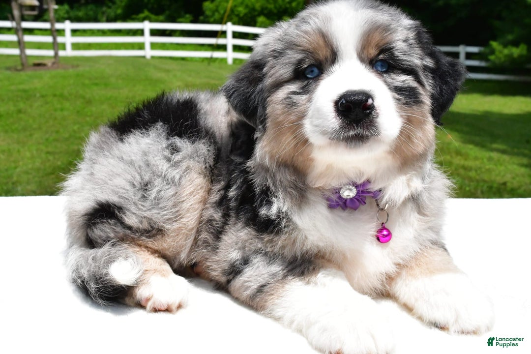 Miniature Australian Shepherd dogs for sale: Jewel - Image 2