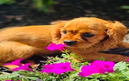 Cavalier King Charles Spaniel dogs for sale: Rose - Image 5