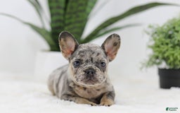 French Bulldog dogs for sale: French Bulldog 5 puppies - Image 15