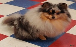 Pomeranian dogs for sale: Astro - Image 10