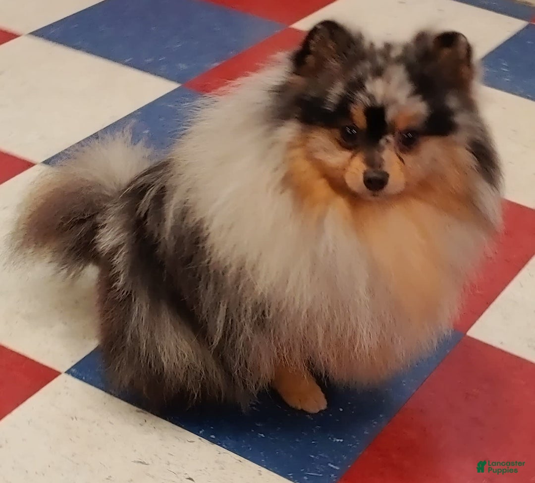 Pomeranian dogs for sale: Astro - Image 10