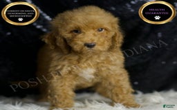 Mini Goldendoodle dogs for sale: Charger - Image 1