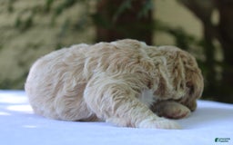 Standard Poodle dogs for sale: London Moyen - Image 16
