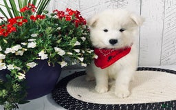 Samoyed dogs for sale: Perla - Image 4