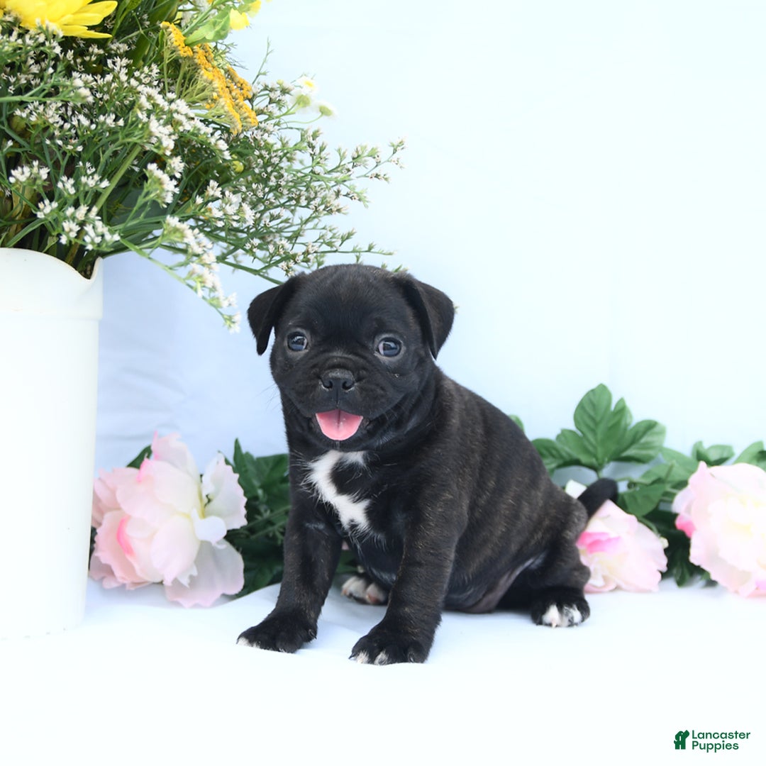 Boston Terrier dogs for sale: Coco - Image 3