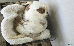 Cavapoo dogs for sale: Bruce - Image 18