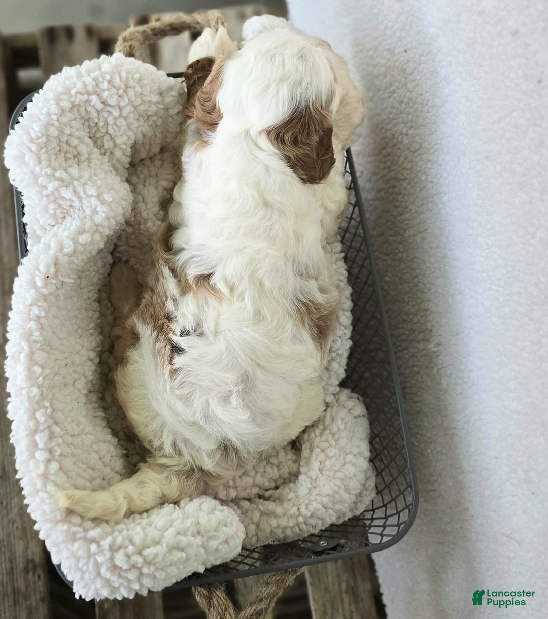 Cavapoo dogs for sale: Bruce - Image 18