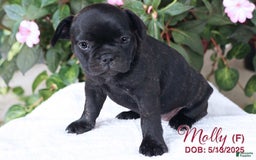 French Bulldog dogs for sale: French Bulldog 6 puppies - Image 14