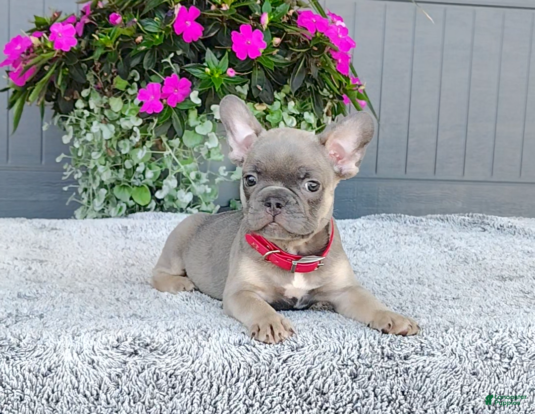 Frenchton dogs for sale: Stewie - Image 6
