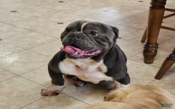 English Bulldog dogs for sale: Silver Filly - Image 4