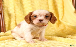 Cavalier King Charles Spaniel dogs for sale: Brookie - Image 4