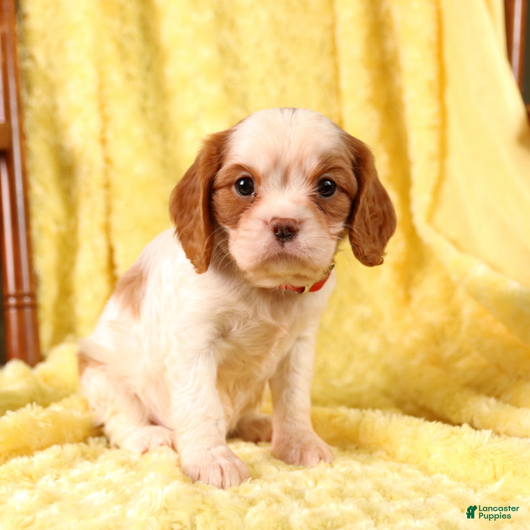 Cavalier King Charles Spaniel dogs for sale: Brookie - Image 4
