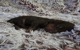 Labradoodle dogs for sale: Bingo - Image 2