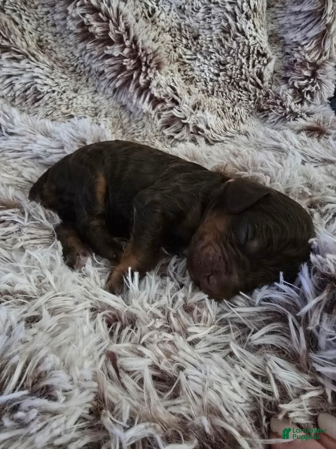 Labradoodle dogs for sale: Bingo - Image 2
