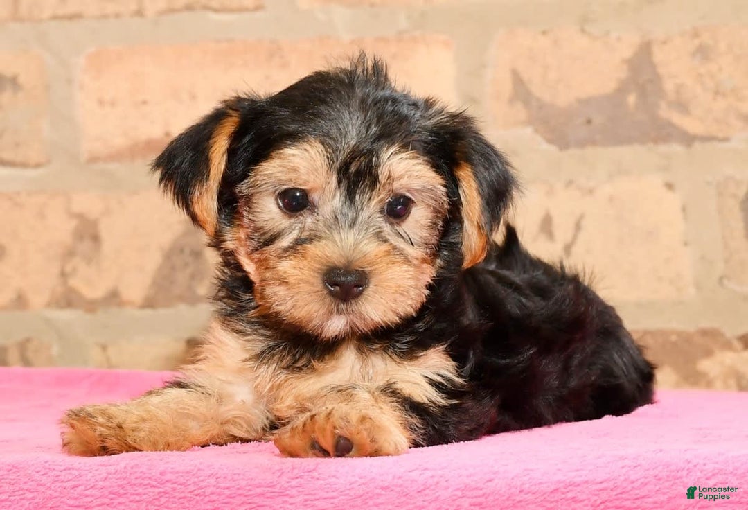 Yorkshire Terrier dogs for sale: Angie - Image 4