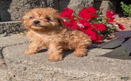 Cavapoo dogs for sale: Kobe - Image 9