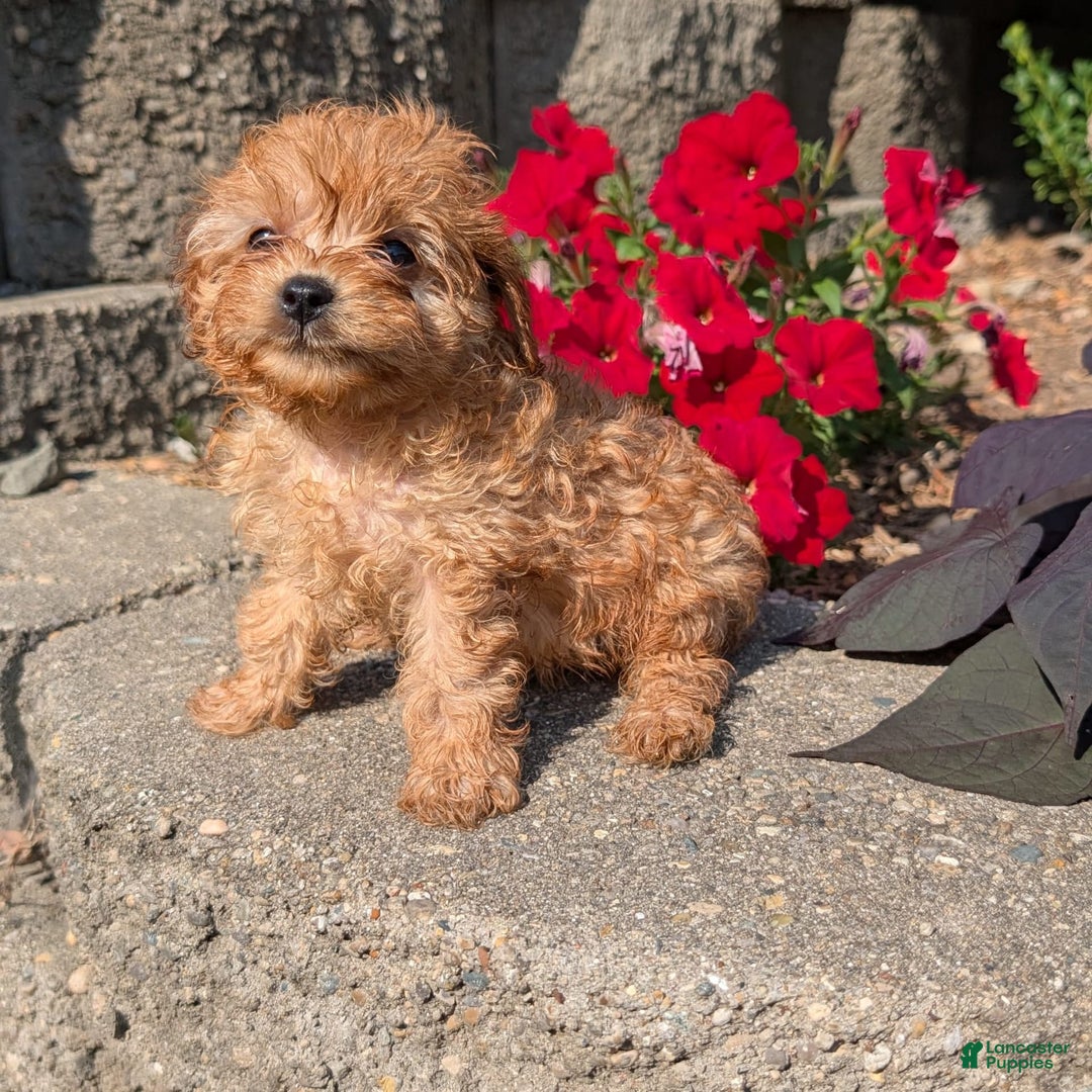 Cavapoo dogs for sale: Kobe - Image 9