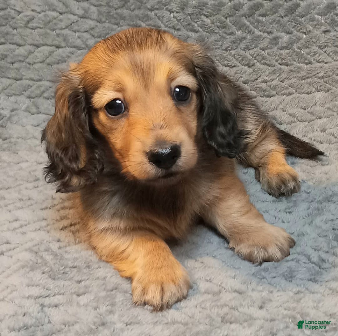 Miniature Dachshund dogs for sale: Summer - Image 4