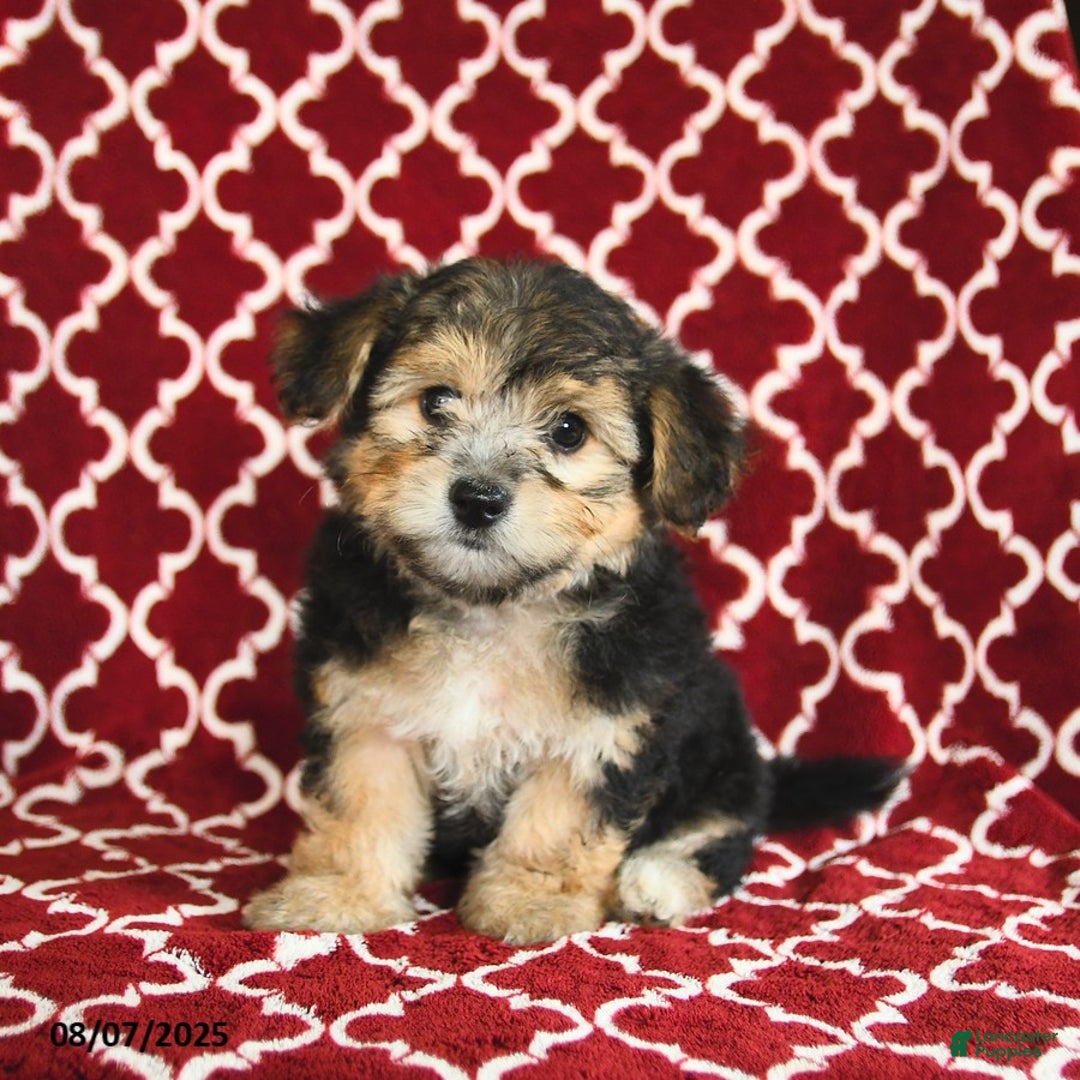 Yochon dogs for sale: Reba House Raised - Image 1