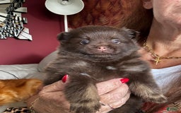 Pomeranian dogs for sale: Nexy - Image 2