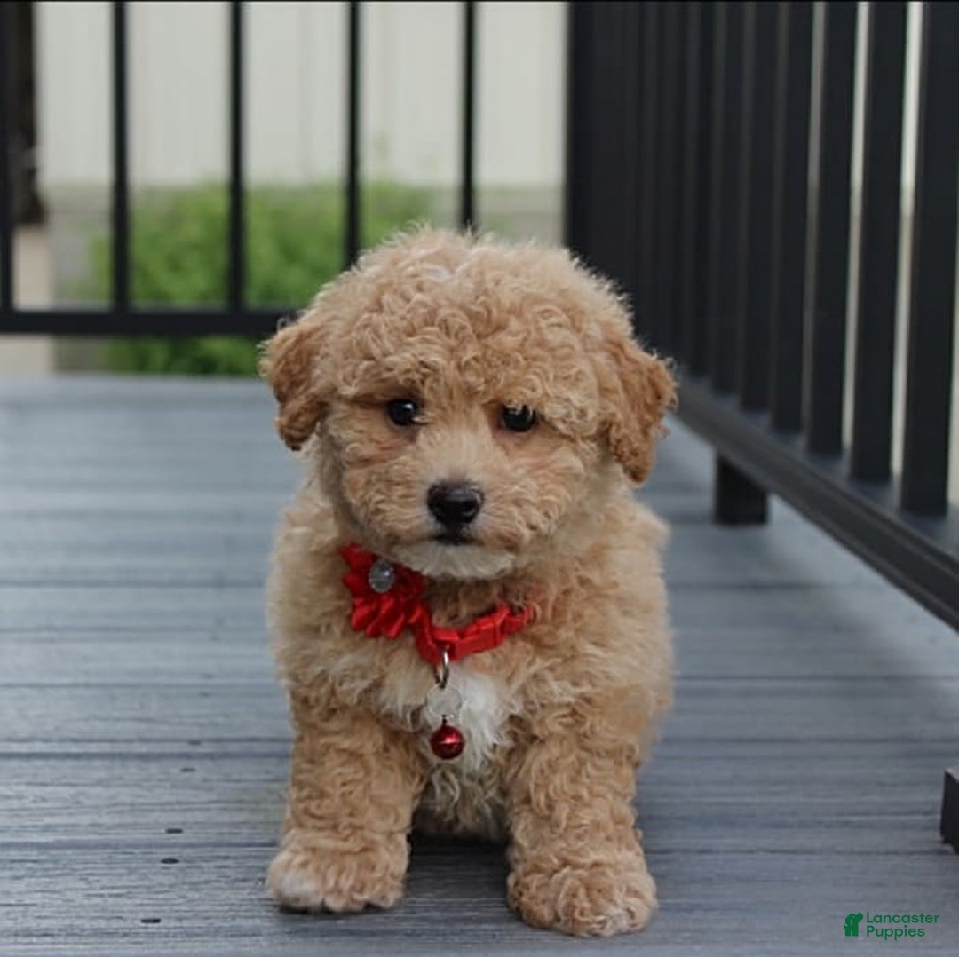 Bichpoo dogs for sale: Archie - Image 12