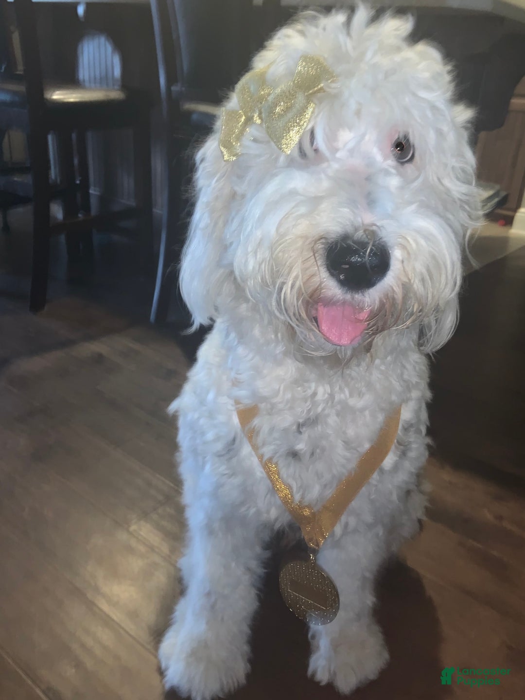 Sheepadoodle dogs for sale: Cadbury - Image 7