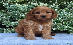 Cavapoo dogs for sale: Cavapoo 5 puppies - Image 10